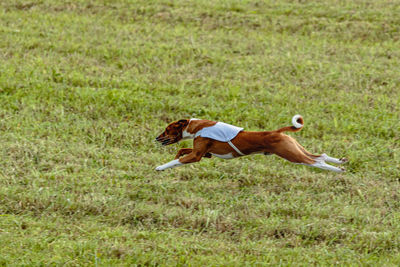 Running basenji dog in white jacket across the meadow on lure coursing competition