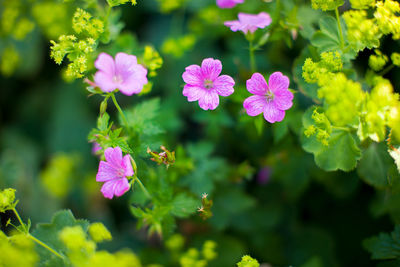 Close-up of pink flowering plants in park