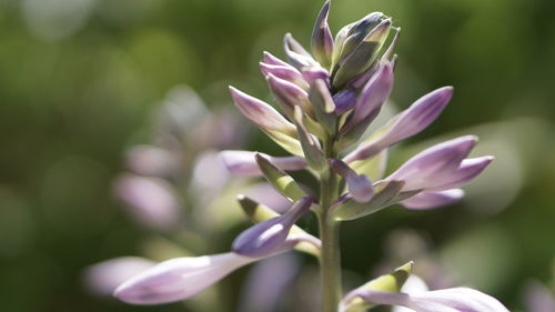 Close-up of pink flower