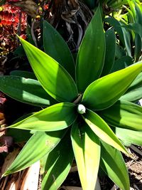 High angle view of flowering plant