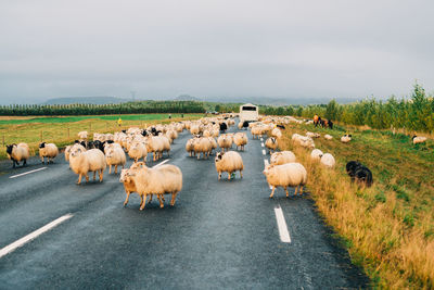 Flock of sheep on road