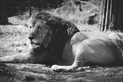 Dog resting on couch