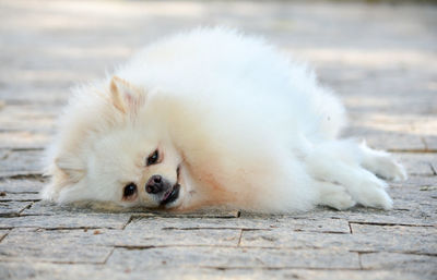 Close-up of a spitz