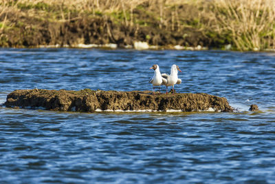 Birds on a lake