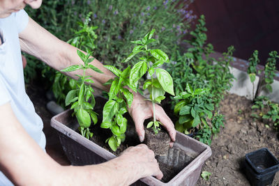 Midsection of senior woman planting herbs in yard