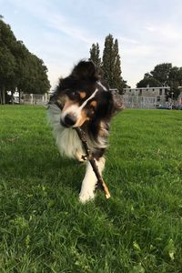 Portrait of dog on field