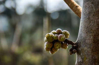 Close-up of berries growing on tree