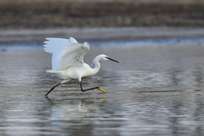 Seagull flying over lake