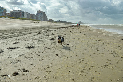 View of a dog on beach