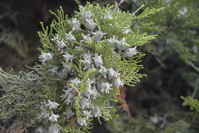 Close-up of flowers