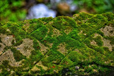 Close-up of moss growing on tree