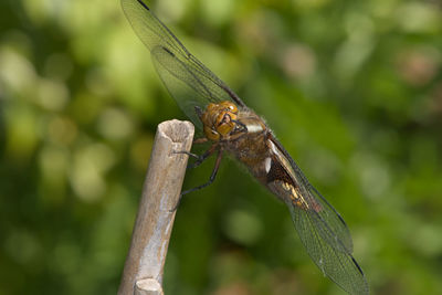 Female broad bodied chaser dragonfly looks at the camera and grooms face. soft natural background.