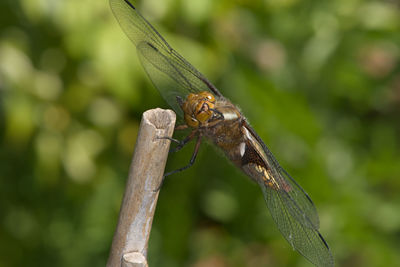 Close-up of dragonfly on leaf