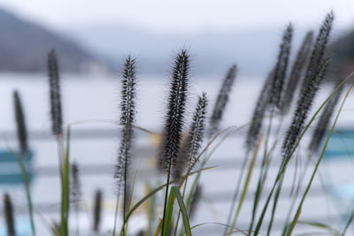 plant