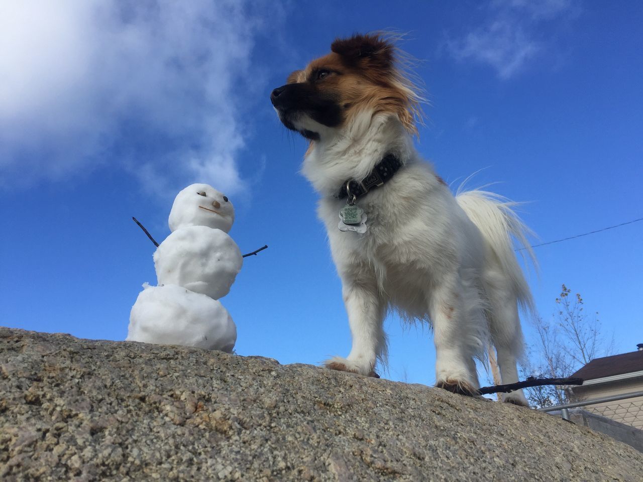 LOW ANGLE VIEW OF DOG AGAINST BLUE SKY