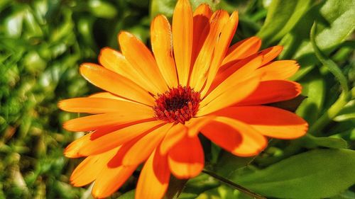 Close-up of orange flower blooming outdoors