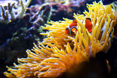 Close-up of coral in sea