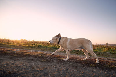 Horse standing in a field