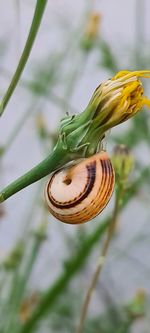 Close-up of snail on plant