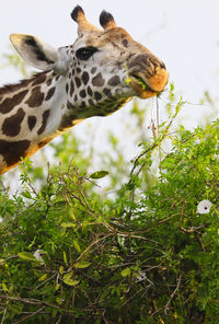 View of giraffe on land