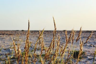 Scenic view of sea against clear sky