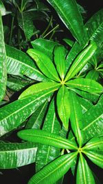 Close-up of fresh green plant