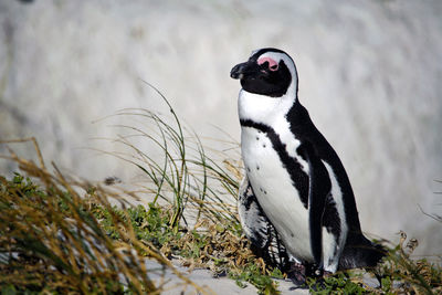 Cape town penguin close-up, boulder beach, simon's town, south africa