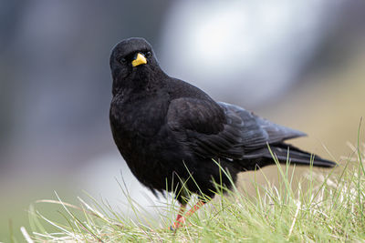 Close-up of bird perching on a field