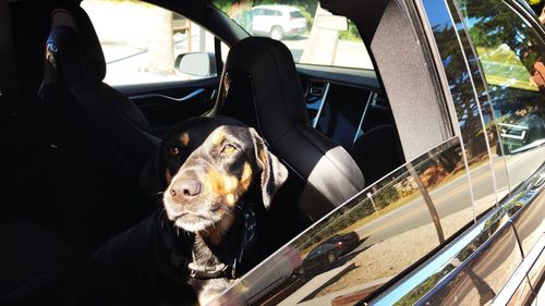 View of dog in car