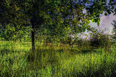 Trees in forest