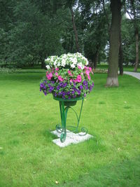 View of pink flowering plants in park