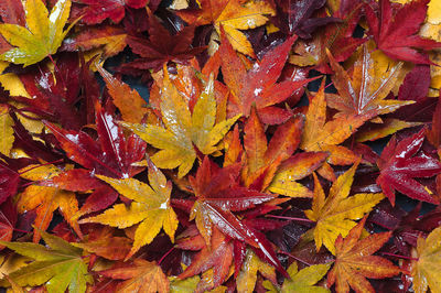 Full frame shot of wet maple leaves during rainy season