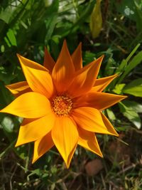 Close-up of yellow flower blooming outdoors