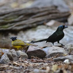Bird perching on rock