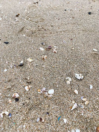 Full frame shot of shells on sand