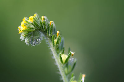 Close-up of flowering plant