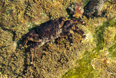 High angle view of crab on rock
