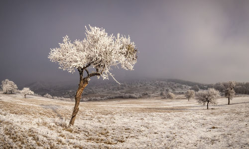 Bare tree on field against sky