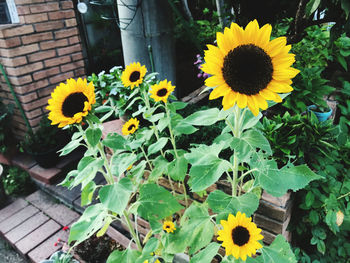 Close-up of sunflower in pot