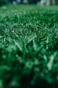 Close-up of grass