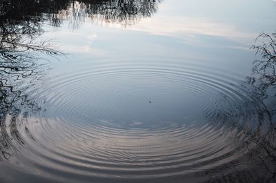 Reflection of trees in lake