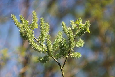 Close-up of fresh green plant