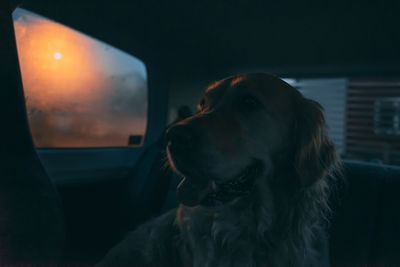 Dog looking in car during sunset