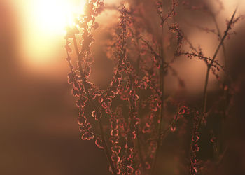 Close-up of plants against sky during sunset