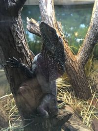 Close-up of tree trunk