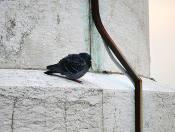 Black bird on stone wall