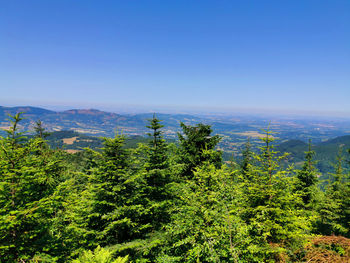 Scenic view of forest against sky