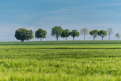 Scenic view of agricultural field against sky