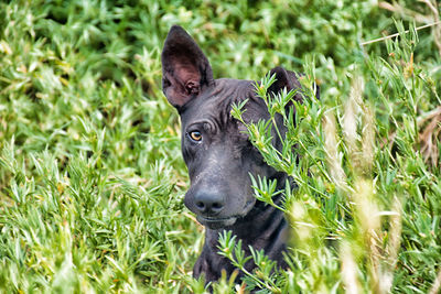 Portrait of black dog on grass