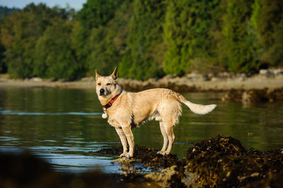 Dog on lakeshore against trees